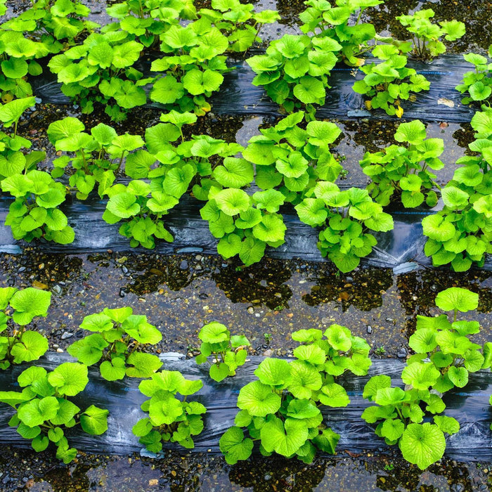 Renee Voltaire Japansk Wasabi – 32% äkta rot 43 g