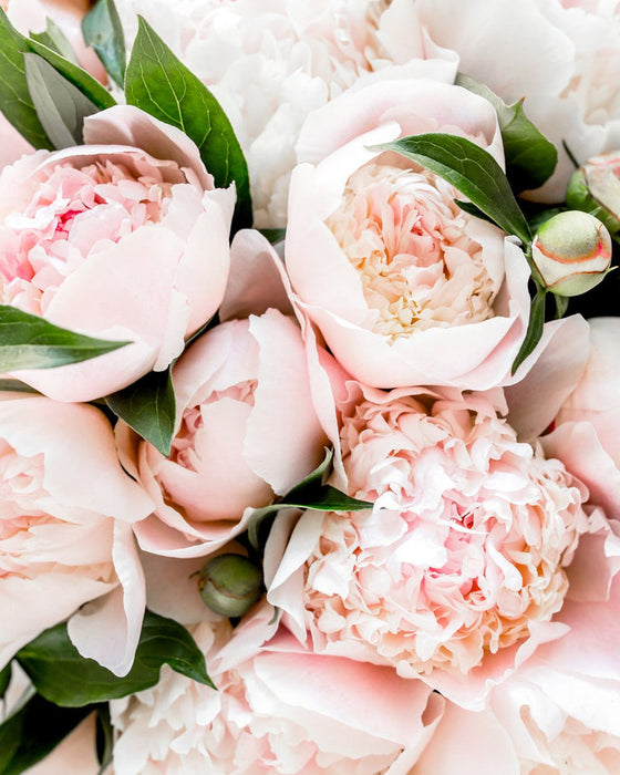 Pureness Kollagen Beauty - 120 kapslar
